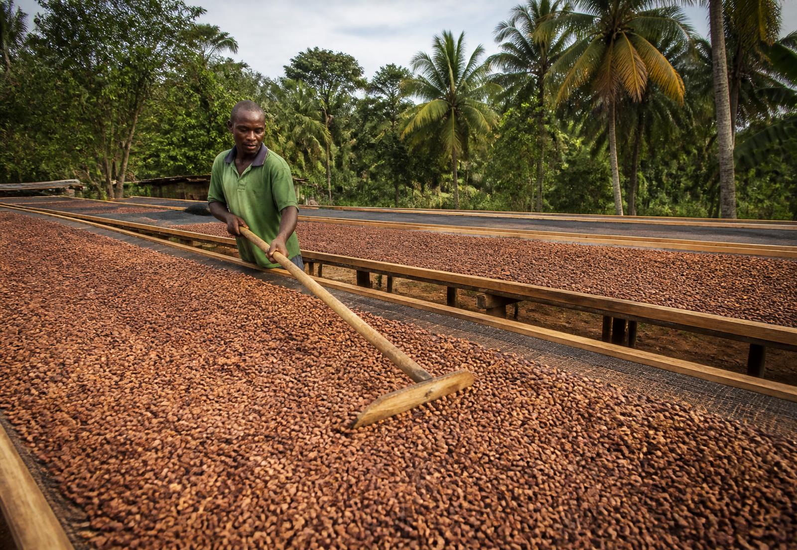 Cocoa beans drying on raised platforms at a Cameroonian farm